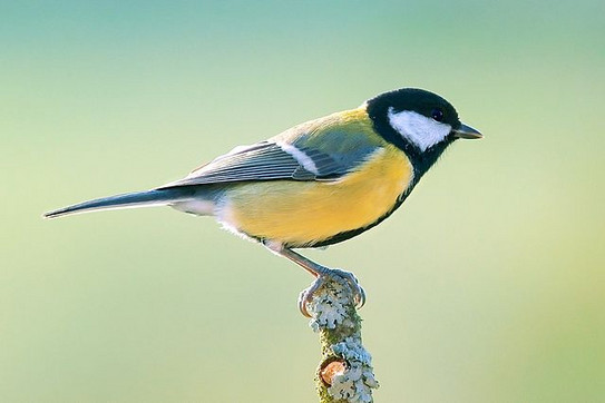 picture of a great tit