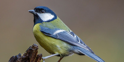picture of great tit