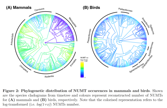 distribution of NUMTS