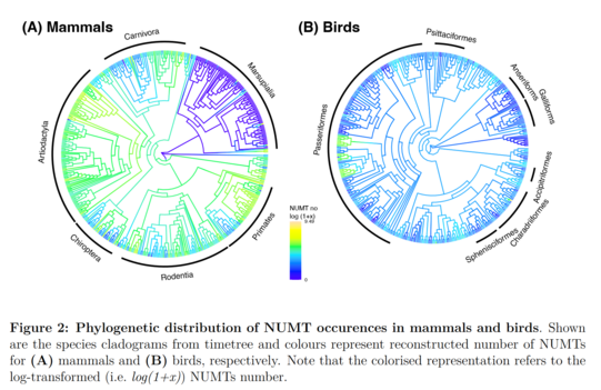 distribution of NUMTS distribution of NUMTS