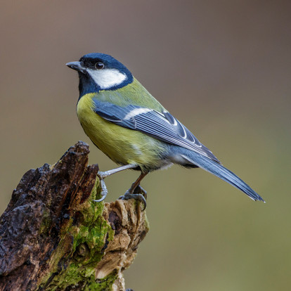 picture of a great tit